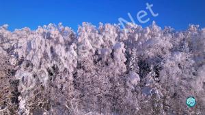 Очарование заснеженного леса