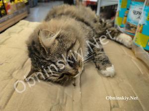 Лапки на витрине: милый котик в торговом зале Обнинска