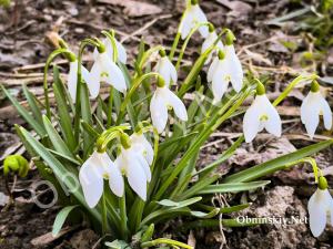 Первые цветы весны в Обнинске