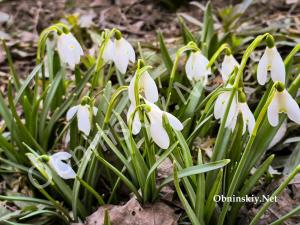 Первые цветы весны в Обнинске