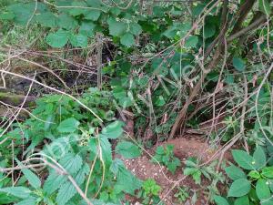 Среди травы в лесу можно найти только брошенные шпалы