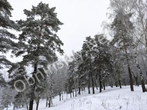 Заснеженные деревья декабрь 2021 в Обнинске