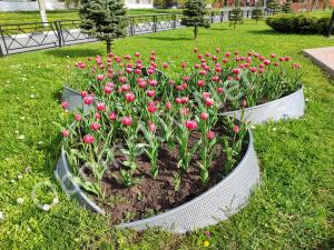 Тюльпаны возле фонтана в Обнинске