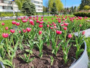 Тюльпаны возле фонтана в Обнинске