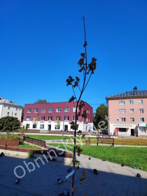 ул. Лейпунского в Обнинске. Засохшие деревья