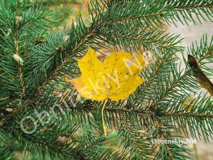 Романтика Старого города