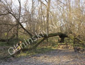 Сломанное дерево в Обнинске