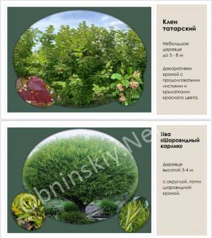 1000 новых деревьев для Обнинска