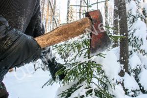 Эко-ёлка: Почему живое дерево лучше пластика