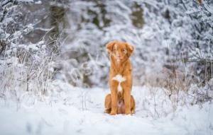 Проблема бродячих животных: Отлов собак в Обнинске