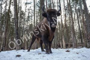 Сезон зимних экскурсий "В гости к зубру" в заповеднике "Калужские засеки" уже открыт