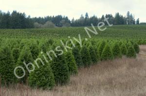 Эко-ёлка: Почему живое дерево лучше пластика