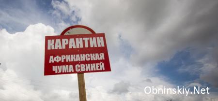 В Кировском районе и вблизи Обнинска выявлены два очага африканской чумы свиней