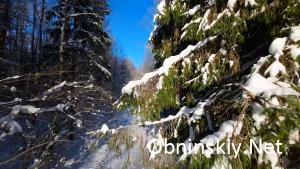 Красивый снежный лес под Обнинском. Видео