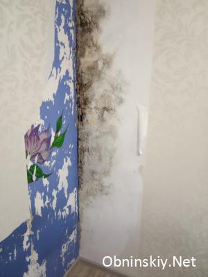 стена с грибком, после снятия обоев