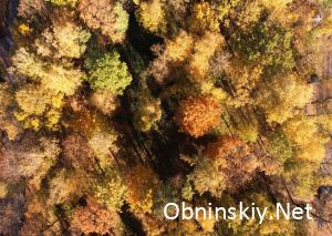 Осенний лес в Обнинске