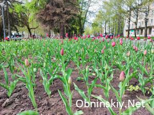 На улицах Обнинска расцветают цветы