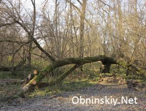 Сломанное дерево в Обнинске