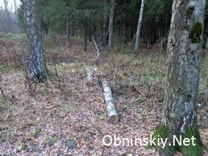 В Гурьяновском лесу, просто не нужное дерево и тоже, зачем убирать?