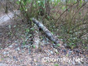В Гурьяновском лесу, а это с другой стороны деревья, тоже не нужные.. благоустройство...
