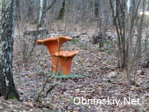 В Гурьяновском лесу фигурка грибов