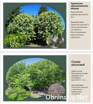 1000 новых деревьев для Обнинска