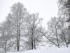 Заснеженные деревья декабрь 2021 в Обнинске