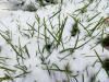 Зелёная трава в снегу